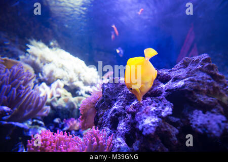 Codolo giallo pesce in shallow reefs di corallo mangiare da rocce vive Foto Stock
