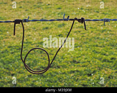 Ansa semplice di rusty il filo per il tethering pecore/rams fissato al filo spinato con campo erboso in background in Cumbria, England, Regno Unito Foto Stock