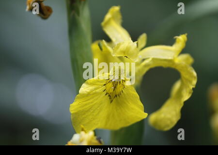 Iris pseudacorus noto anche come iris gialla vuole crescere in acqua Foto Stock