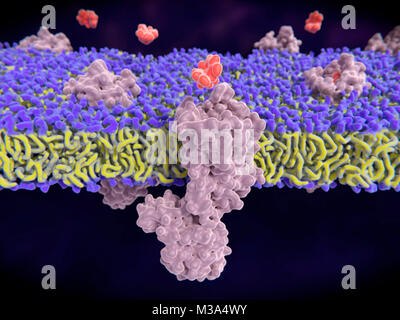 La morfina il legame al recettore oppioide. Computer illustrazione delle molecole di morfina (arancione) il legame al mu-recettori oppioidi (grigio) in una membrana cellulare (porpora e giallo). Recettori oppioidi si trovano su cellule nervose. Quando il dolore è rilevato dal corpo, le endorfine sono rilasciati e allegare ai recettori, iniziando una reazione che modulano la percezione del dolore. Droghe oppioidi come la morfina imitano le endorfine. Foto Stock