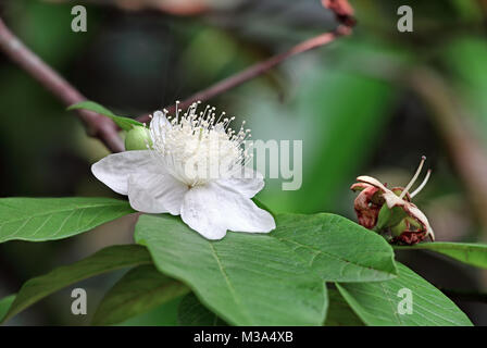 Mela Guava, Psidium guajava, tree bloom e gemme da India. Foto Stock