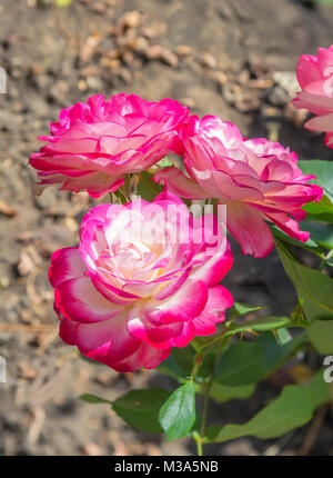 Rose di sorta Jubile du Prince de Monaco.. Foto Stock