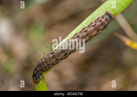 Grande giallo underwing, Noctua pronuba su uno stelo Foto Stock