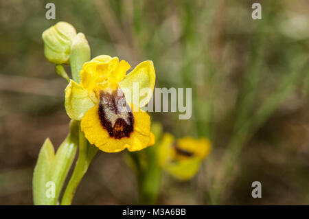 Giallo Bee-orchid, Ophrys lutea Foto Stock