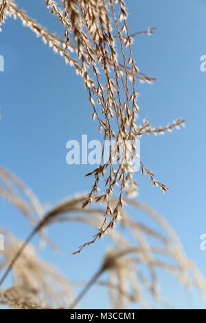 Pampa erba contro il cielo blu e chiaro in autunno, Corea del Sud Foto Stock
