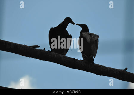 Due avvoltoio nero uccelli appollaiato su un ramo di albero Foto Stock