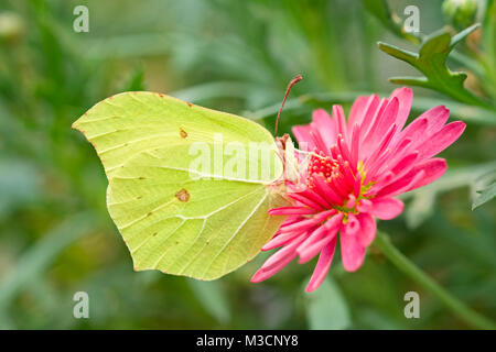 Brimstone Butterfly poggiante su Marguerite daisy fiori - Gonepteryx rhamni Foto Stock