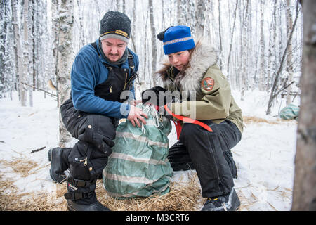 Yukon Quest gara veterinario Hayden e NPS Kate Ranger del Parco Nazionale di Denali, assistere con la preparazione di cani per i viaggi da Slaven's Roadhouse di Eagle, Alaska. Mushers possono 'drop' cani a specifici punti di controllo lungo il percorso di gara se un veterinario o musher ritiene che essa verrà in aiuto dei cani di benessere. Foto Stock