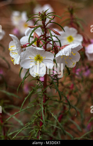 Pale Evening-primrose (Oenothera pallida) Foto Stock