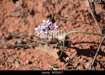 Il crescione di roccia nella sporcizia Foto Stock