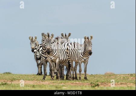 Le zebre vivono in piccole famiglie guidato da uno stallone che proteggerà il suo harem di femmine contro altri maschi. La concessione o di Bohm's Zebra è una subspecie Foto Stock