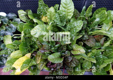 La barbabietola cresce su letto di verdure Foto Stock