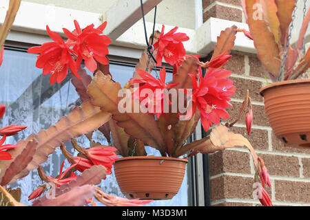 Orchidea rossa Cactus fiore o Epiphyllum ackermannii nel cestello pendenti Foto Stock