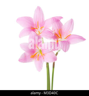 Tre gigli rosa isolato su uno sfondo bianco. Rosy giglio di pioggia Foto Stock