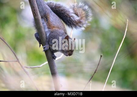 Un gray squirrel tenuta su di un ramo di albero e guardando la telecamera Foto Stock