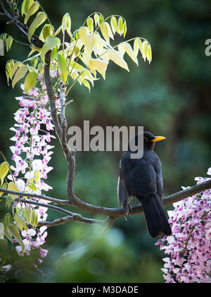 Un adulto blackbird fotografato seduto su una rosa fiorente vite durante l'estate nel sud della Francia. Foto Stock