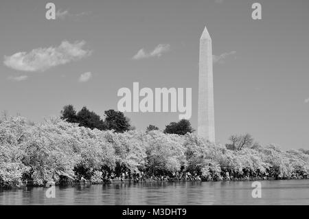 Fiori Ciliegio al loro picco intorno al bacino di marea nel Distretto di Columbia con la George Washington Monument in background Foto Stock