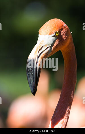 Una vista del fenicottero maggiore (Phoenicopterus roseus) Foto Stock