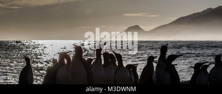 Una fotografia di un gruppo di pinguini re sulla spiaggia a destra della Baia della Balena, Georgia del Sud Foto Stock