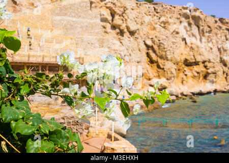 Vista del Mar Rosso meridionale e fiori rosa presso il resort di Sharm El Sheikh in Egitto Foto Stock