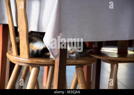 Lazy cat in una fattoria in Alsace Foto Stock