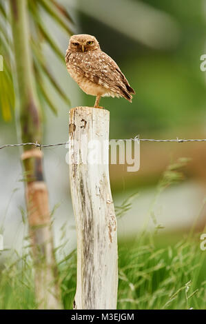 Scavando la civetta (Athene cunicularia) arroccato su di un palo da recinzione, Sucandi, Suzano, Sao Paulo, Brasile Foto Stock