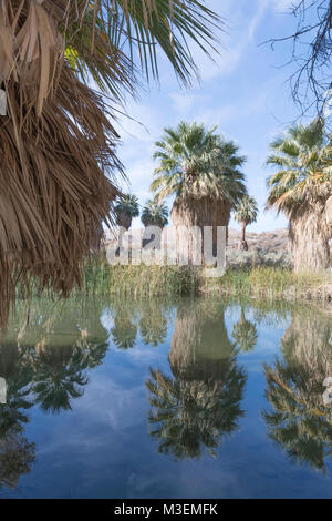 Migliaia di palme, California - 11 dicembre 2017: La McCallum Grove stagno è un oasi in un deserto trail nella valle di Coachella preservare ed è alimentato da w Foto Stock