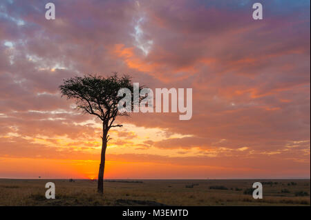 Un lone tree si erge nuda contro il colorato alba sky. Foto Stock