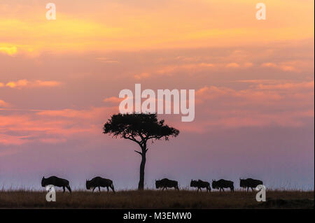 Un gruppo di gnu camminando sulla skyline con un lone tree a sunrise. Il Masai Mara, Kenya Foto Stock