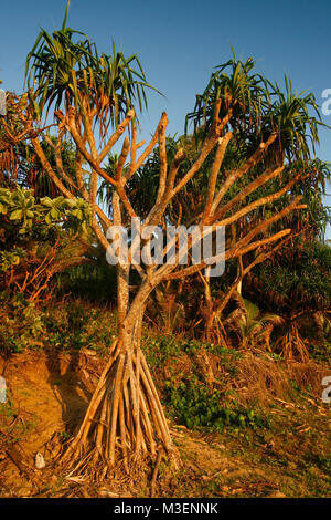 Mangrovie. Lifuka Island. Ha'isole apai. Tonga. La Polinesia Foto Stock