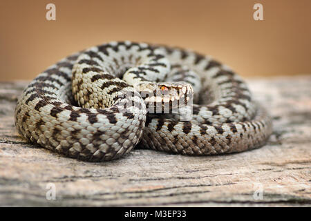 Bella comune europea viper maschio crogiolarsi sulla tavola in legno ( Vipera berus ) Foto Stock