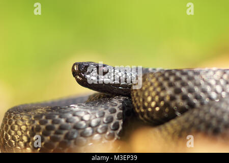 Primo piano della Vipera berus nikolskii, nero sommatore europea Foto Stock