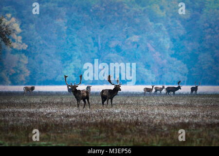 Daini in accoppiamento stagione, mattina immagine di solchi posto ( Dama ) Foto Stock