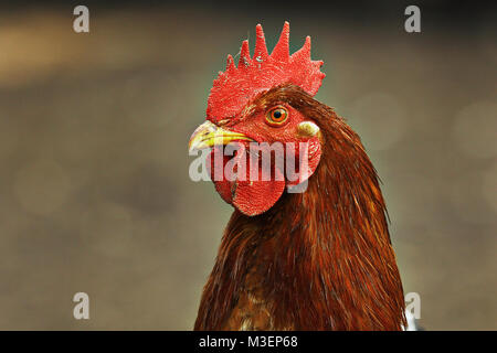 Ritratto di gallina colorate su brown fuori fuoco sfondo; immagine presa presso il bio agriturismo, sul libero uccello Foto Stock