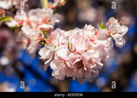 La primavera. Il miele delle api raccogliendo il polline di mandorlo fiorisce Foto Stock