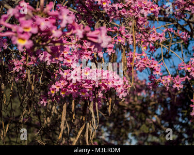 Bellissimo fiore rosa fiori di Tabebuia rosea a Los Angeles Foto Stock