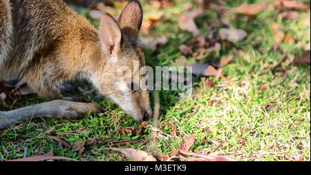 In Australia natuarl park close up kangaroo vicino a boccola Foto Stock