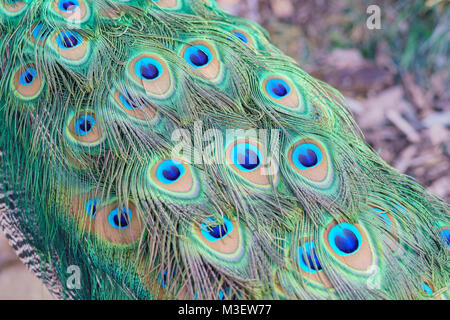 Immagine ravvicinata di un pavone la ventola a Los Angeles County Arboretum & Botanic Garden Foto Stock