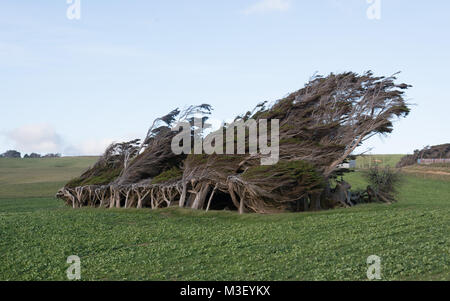 Punto di pendenza Nuova Zelanda alberi prese nel 2015 Foto Stock