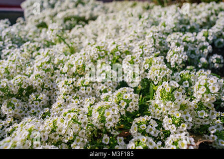 Immagine ravvicinata di molte belle Sweet alyssum con gocce d'acqua a Los Angeles Foto Stock