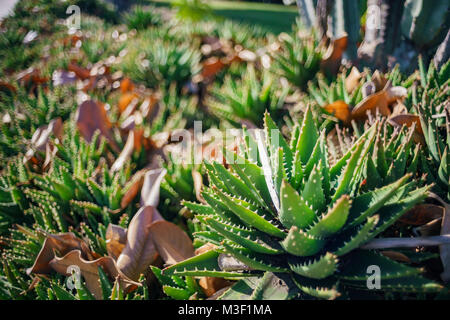 Pomeriggio di colpo di Aloe aristata, qualcosa come il cactus con picchi a Los Angeles Foto Stock