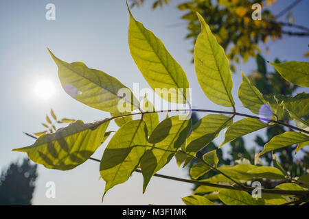 Immagine ravvicinata di foglie in controluce, mostrando vi vena in foglia Foto Stock