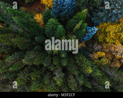 Tree Tops da sopra Foto Stock