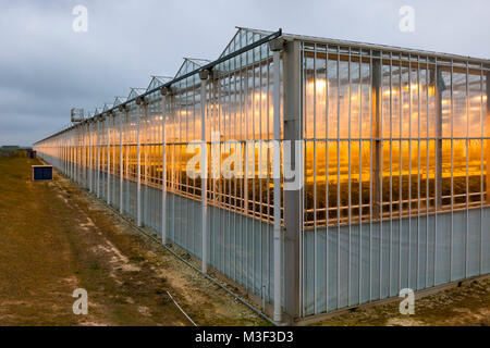 Thanet Earth serre in inverno, Kent, Regno Unito. Foto Stock