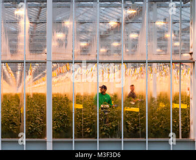 I lavoratori di Thanet Earth serre in inverno, Kent, Regno Unito. Foto Stock