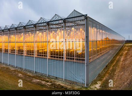 Thanet Earth serre in inverno, Kent, Regno Unito. Foto Stock