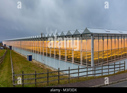 Thanet Earth serre in inverno, Kent, Regno Unito. Foto Stock