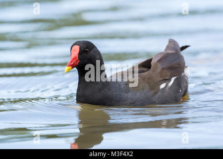 La gallinella d'acqua noto anche come Marsh Hen Foto Stock