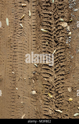 Massa sulla strada di campagna con tracce di pneumatici, foglie e pietre. Da utilizzare come sfondo. Il sentiero corre dritto. Foto Stock