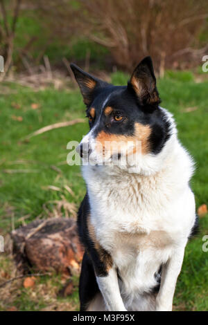 Ritratto di un cane collie Foto Stock